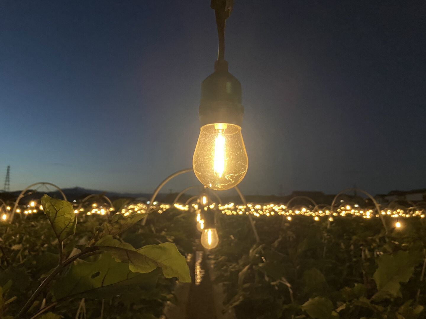 夜間農場收割體驗