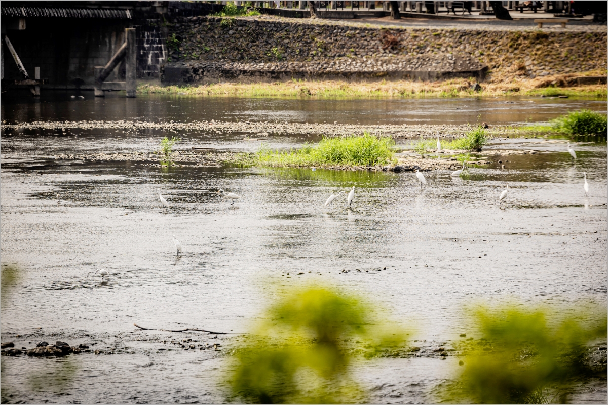 Wild birds descending on the waterside of the Katsura River.