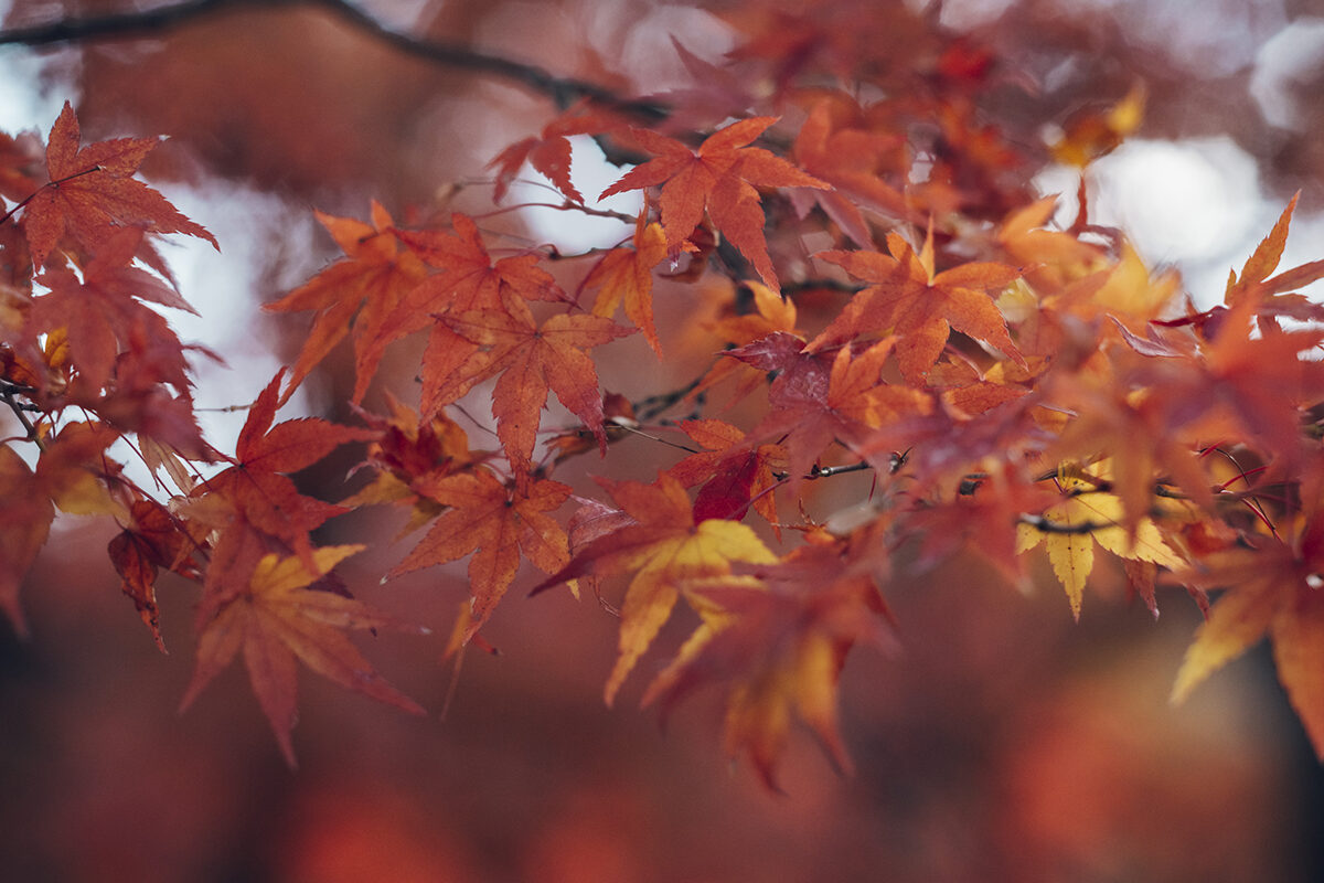 【Season】嵐山 秋の臨時交通規制のお知らせ（2025年秋）