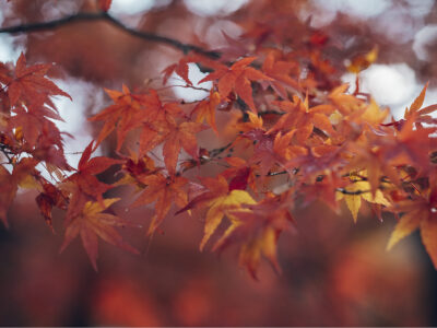 【Season】嵐山 秋の臨時交通規制のお知らせ（2025年秋）