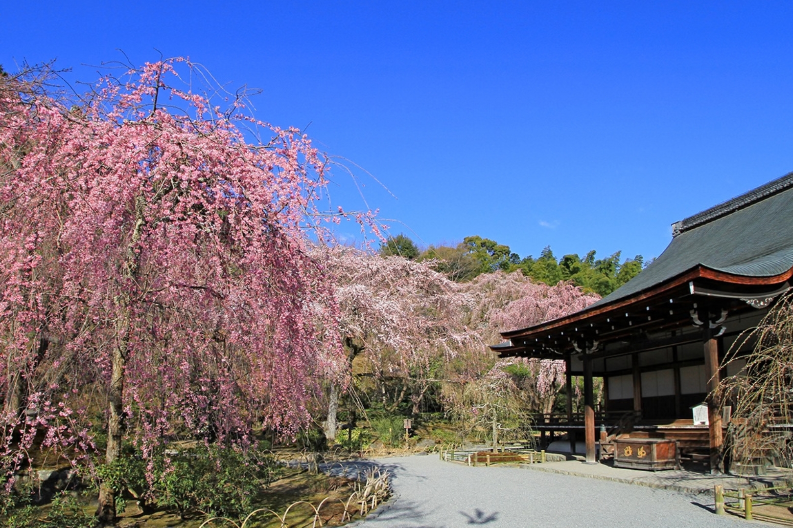 【春の天龍寺 早朝特別参拝付き】静寂に包まれる世界遺産を堪能する春の嵐山ステイ＜夕・朝食付＞