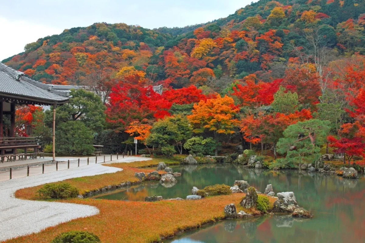 【紅葉の天龍寺・早朝特別参拝付き】静寂に包まれる世界遺産を堪能する秋の嵐山ステイ＜ティータイム・夕朝食付＞
